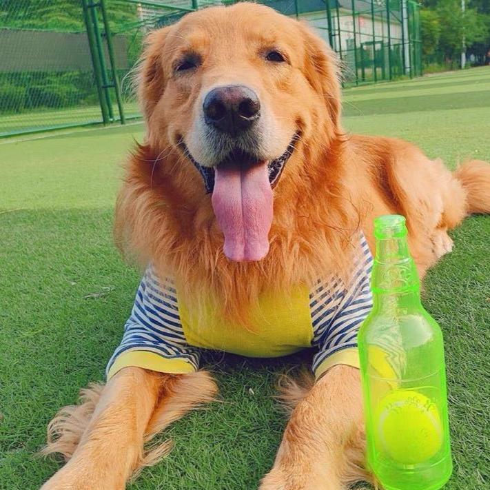 Chewable Tennis Ball Bottle